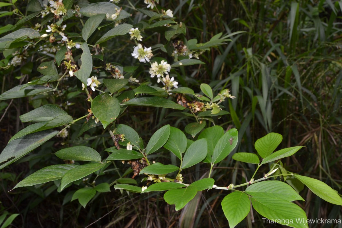 Dendrolobium triangulare (Retz.) Schindl.